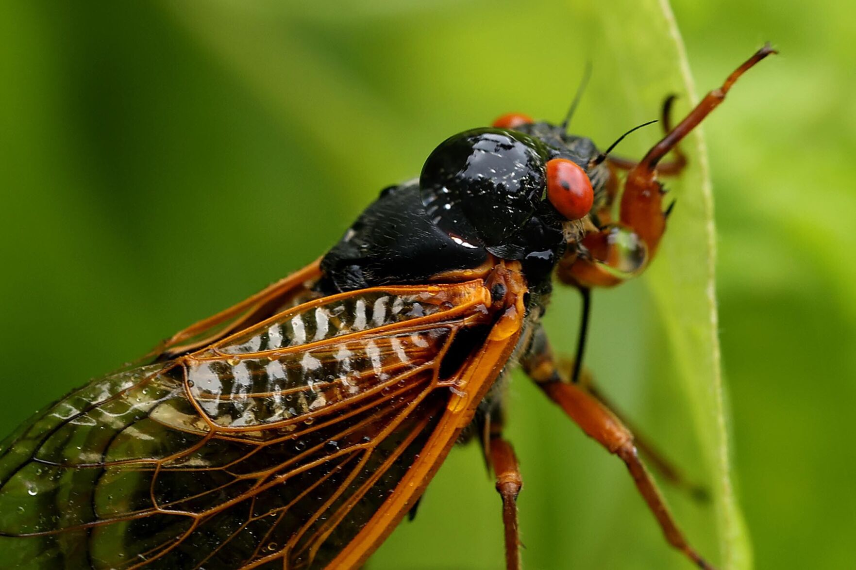 Brood X had a good run, but now the annual cicadas are taking center stage